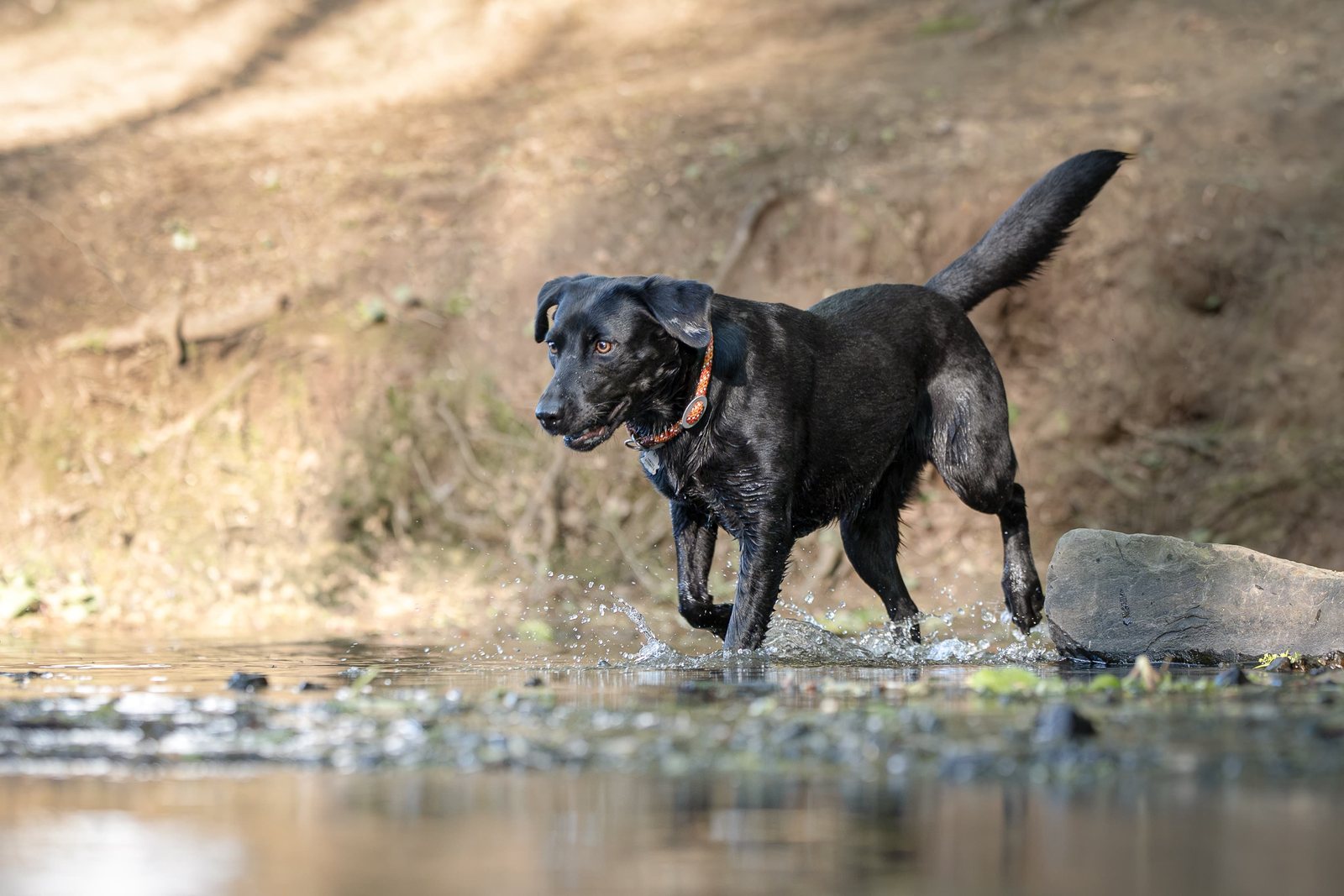 Schwarzer Labrador läuft durchs flache Wasser