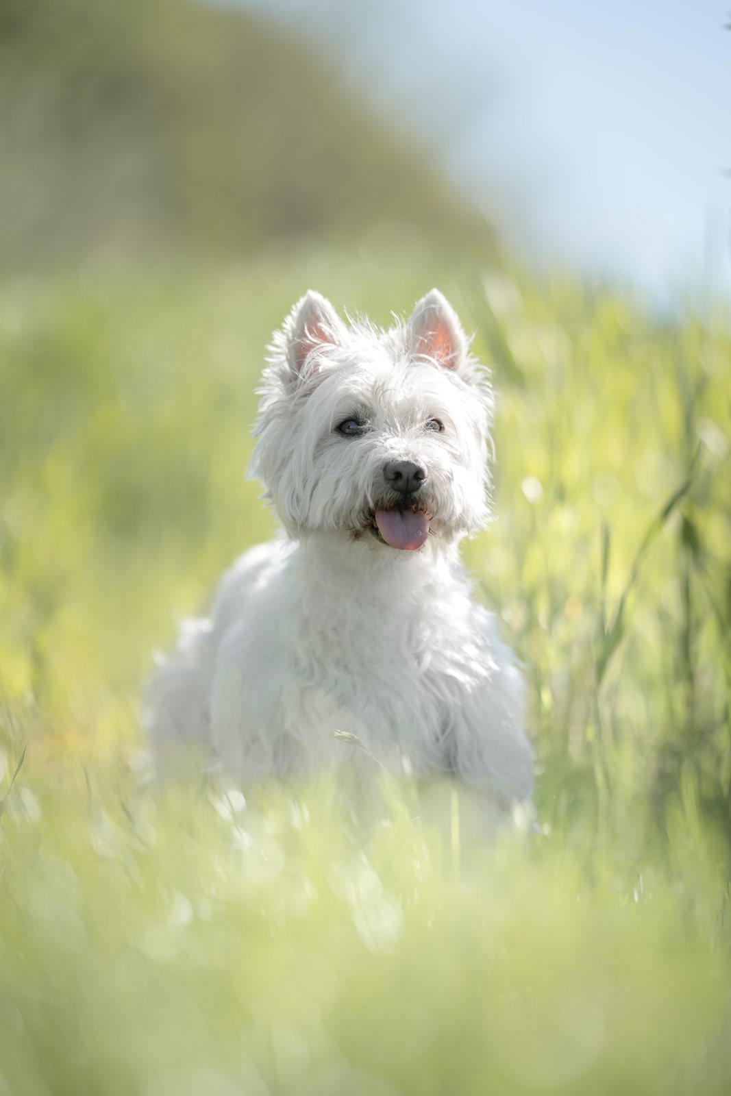 Weißer West Highland Terrier sitzt im hohen Sommergras