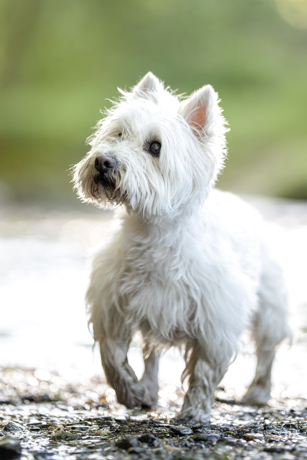 Weißer Westie steht im Gegenlicht am steinigen Ufer