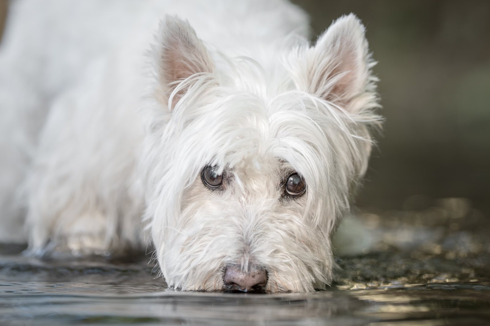 Weißer West Highland Terrier liegt entspannt am Wasser, Porträt