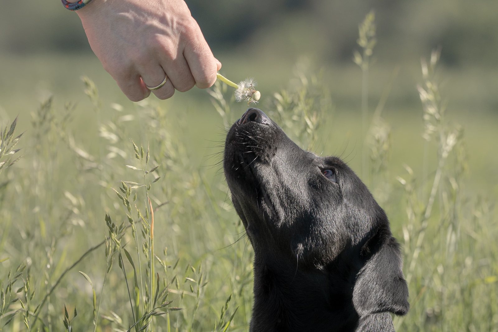 Schwarzer Labrador steht aufmerksam im Gras vor blauem Himmel
