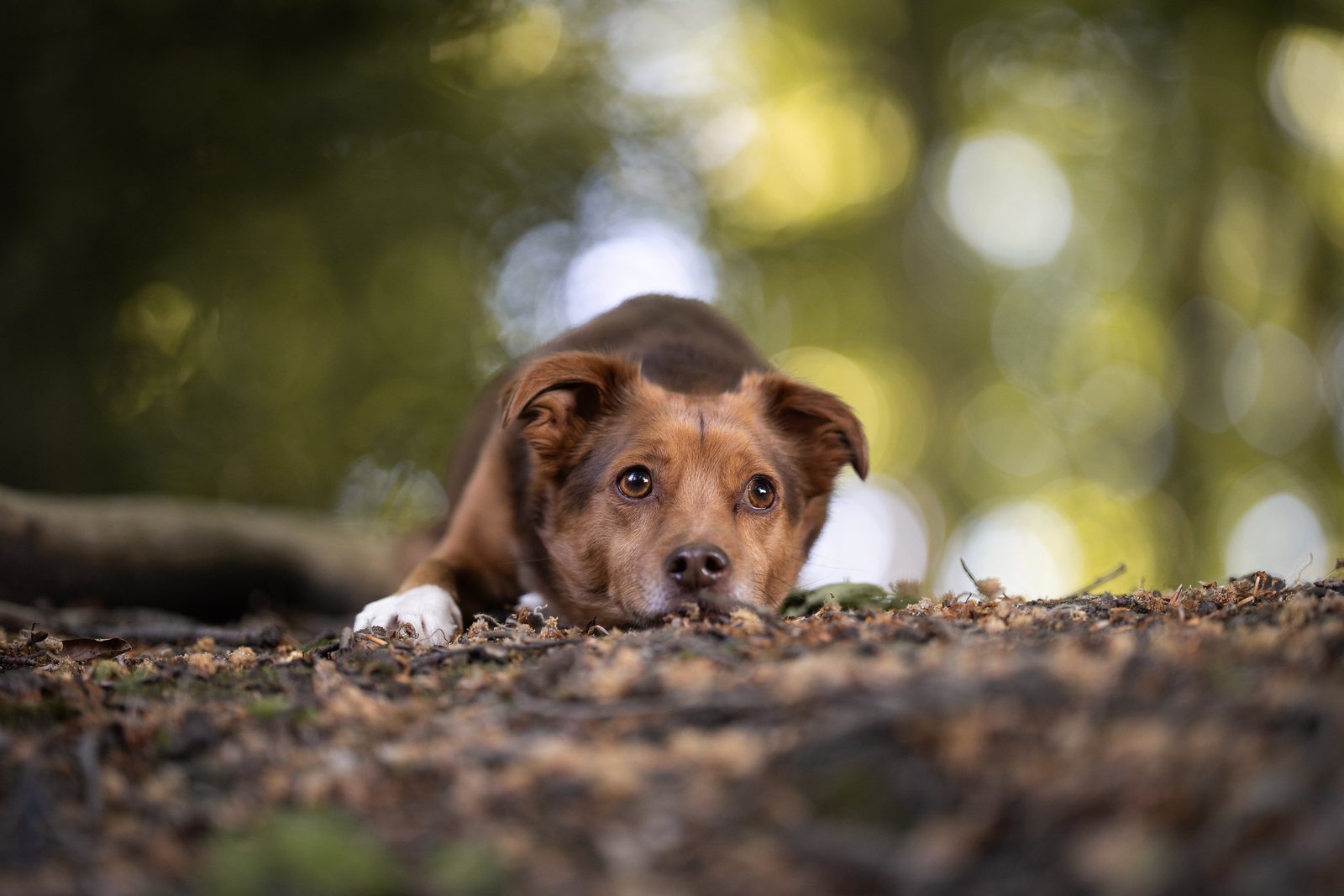 Brauner Hund bekommt eine Pusteblume gereicht