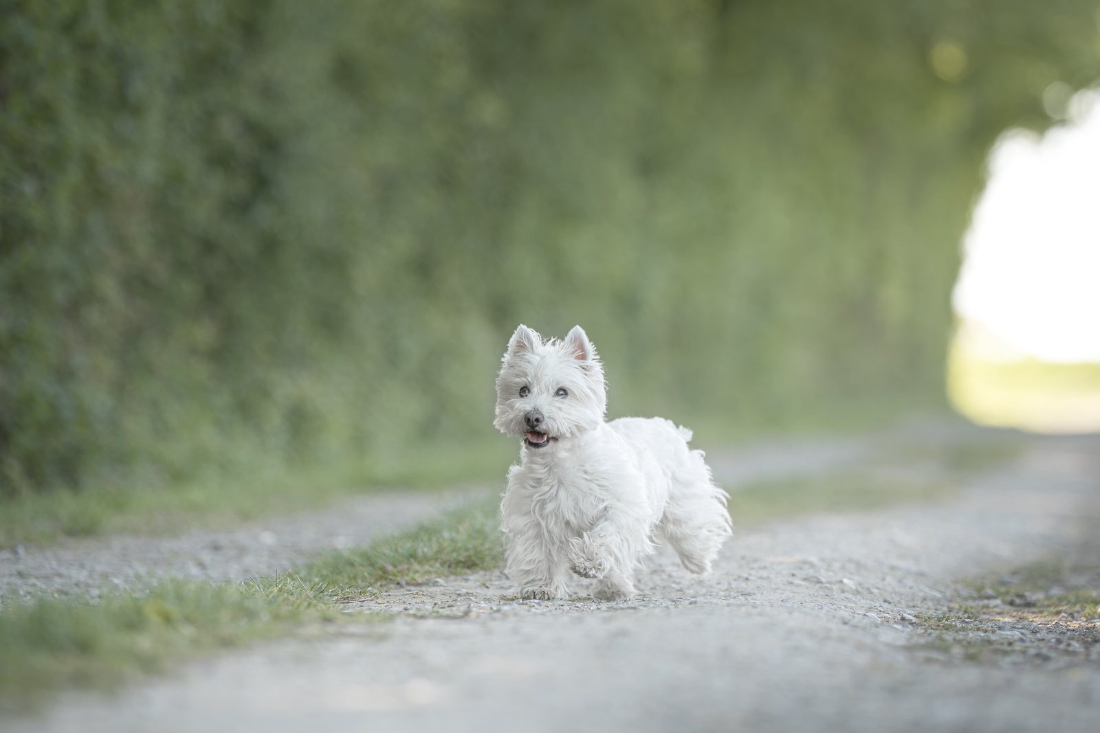 Weißer West Highland Terrier sitzt im hohen Sommergras