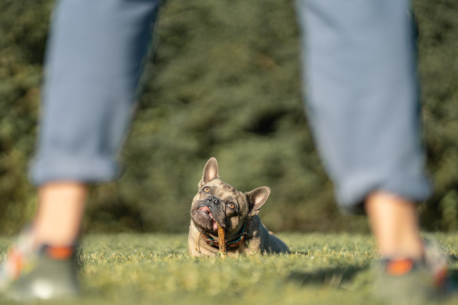 Bo liegt mit Stöckchen im Gras zwischen den Beinen seines Menschen