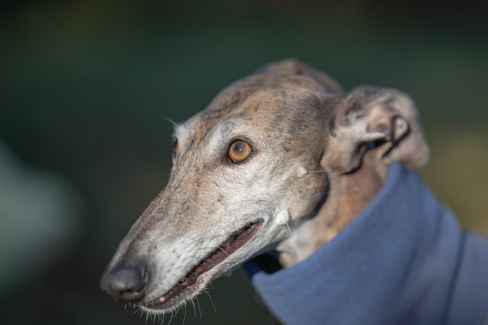 Greyhound Isis läuft über die sonnige Gartenwiese