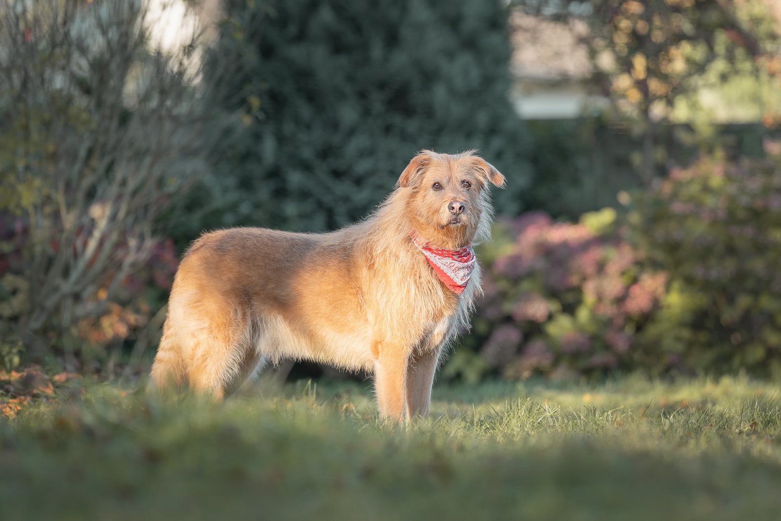 Terrier Lenny im Profil, Fell leuchtet im Abendlicht