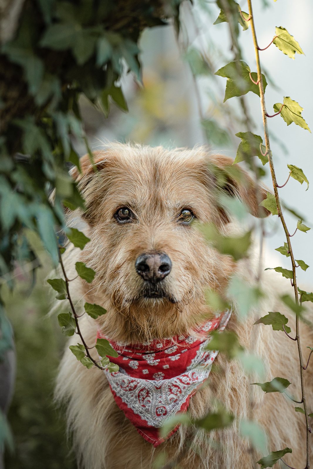 Terrier Lenny im Profil mit rotem Halstuch