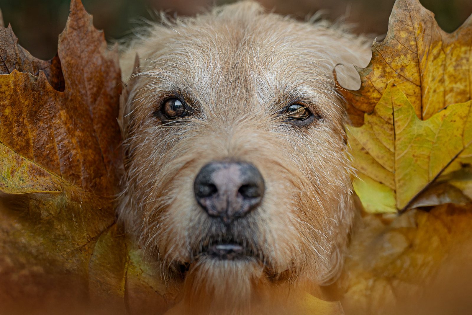 Terrier Lenny im Porträt zwischen grünen Blättern