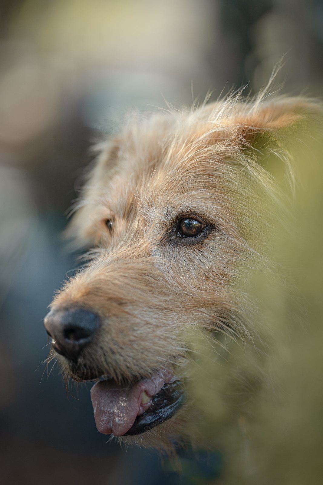 Terrier Lenny eingerahmt von buntem Herbstlaub