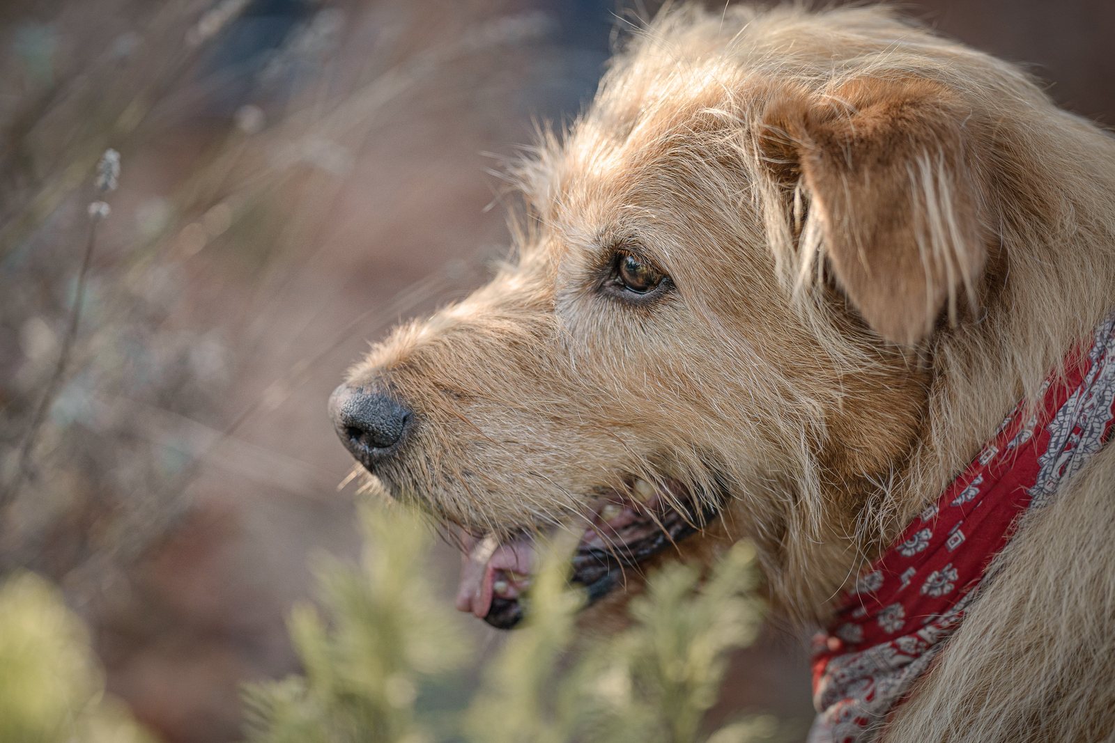 Terrier Lenny mit rotem Halstuch zwischen Efeuranken