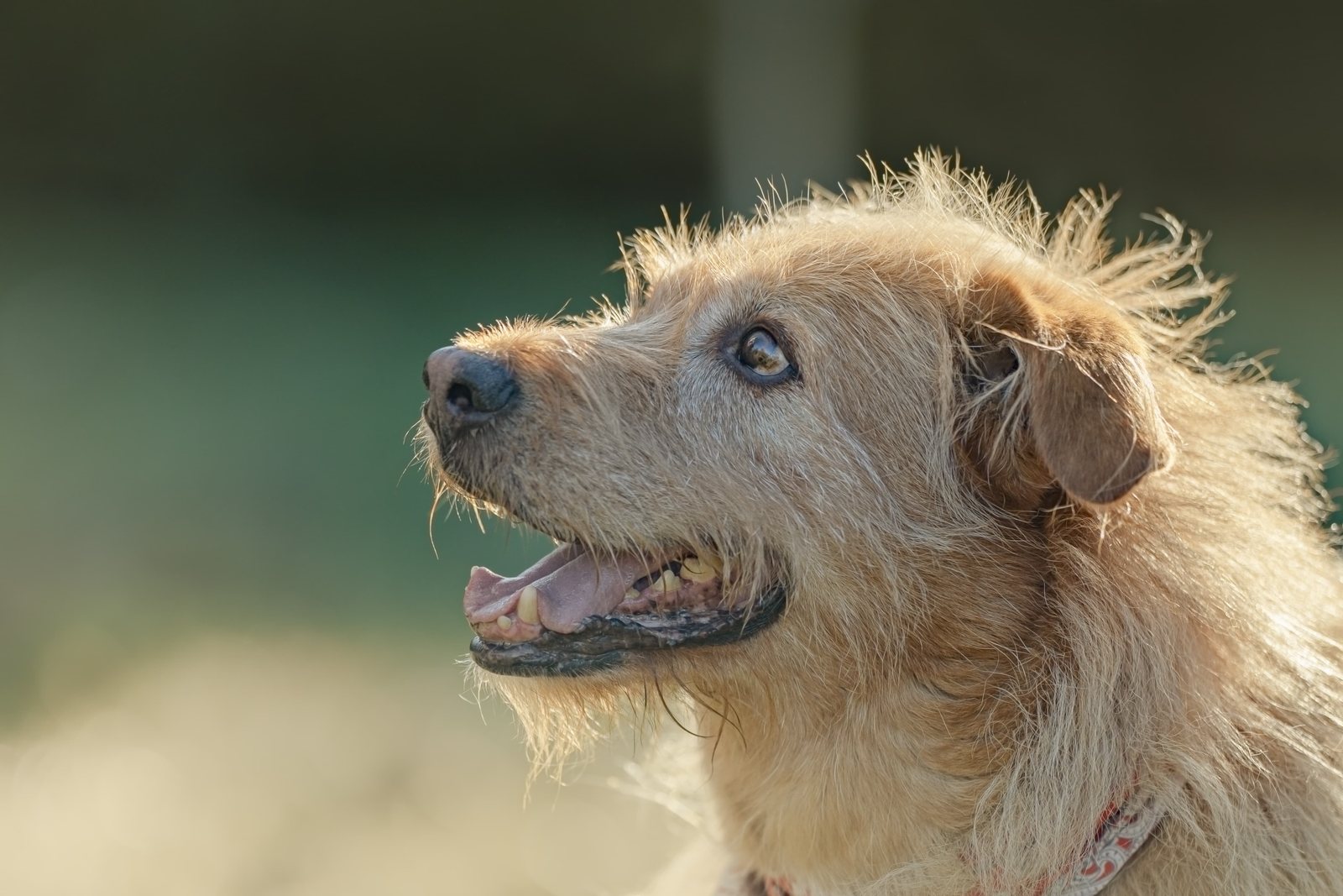 Terrier Lenny im warmen Gegenlicht der Abendsonne