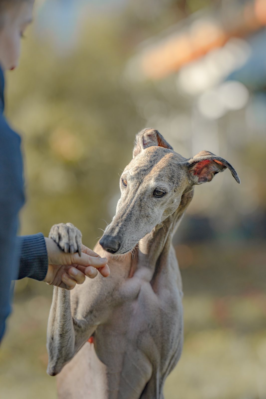 Greyhound Isis im Porträt vor herbstlichem Laub