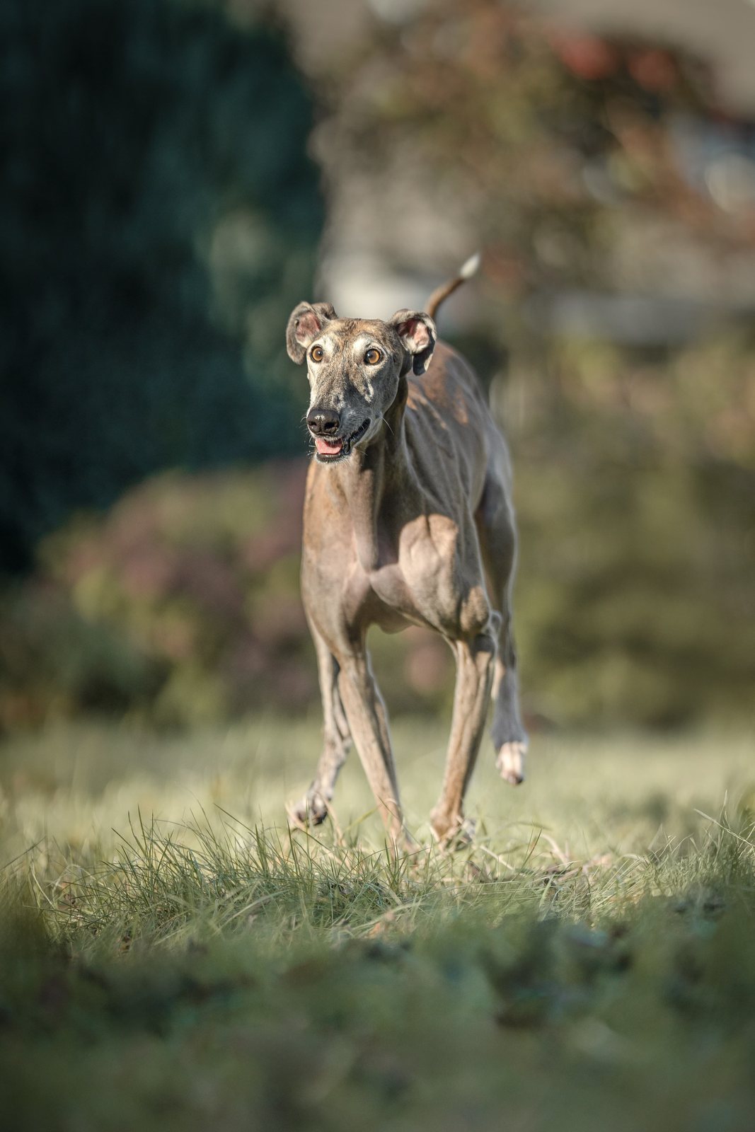 Greyhound Isis blickt aufmerksam zwischen Efeuranken hervor