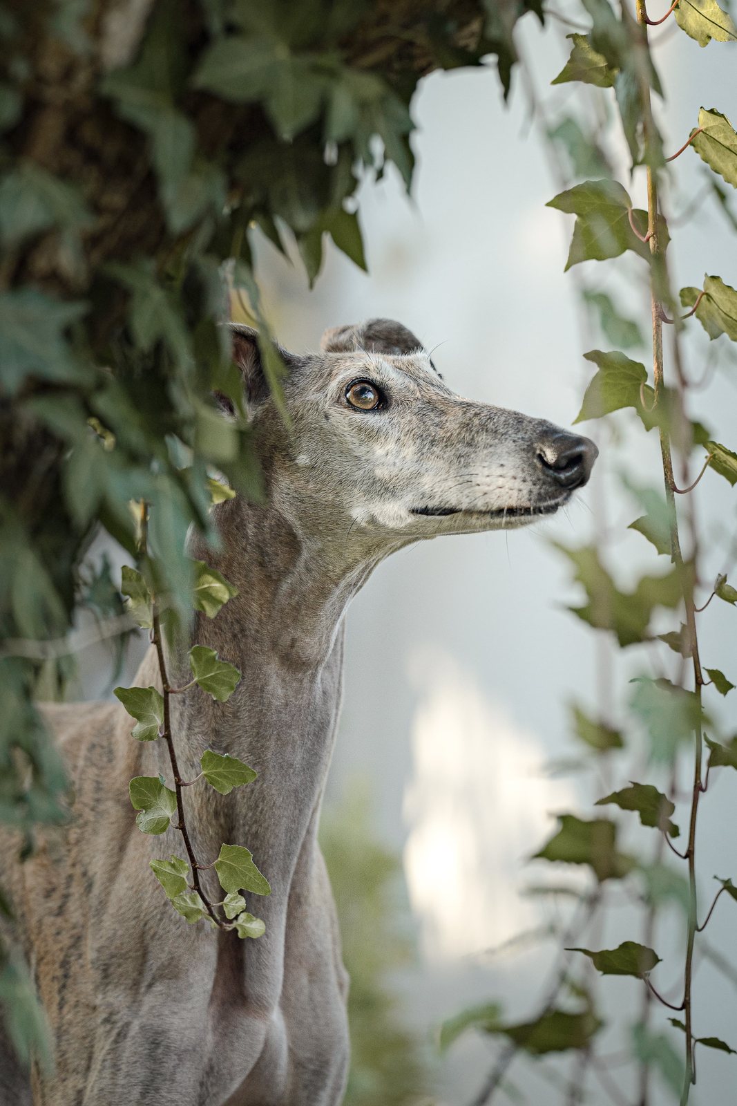 Greyhound Isis im Porträt vor rosa Blütenbokeh
