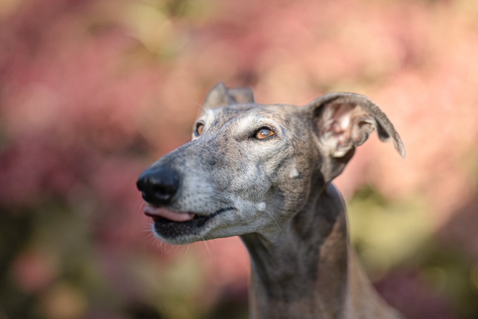 Greyhound Isis rennt dem roten Ball hinterher