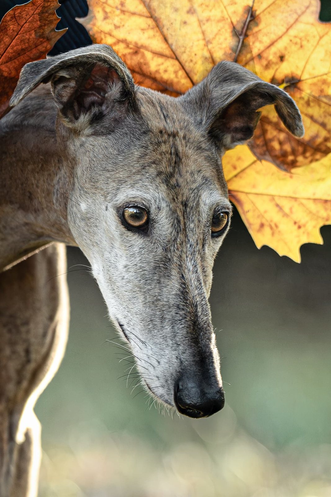 Greyhound Isis bringt den roten Ball im vollen Lauf
