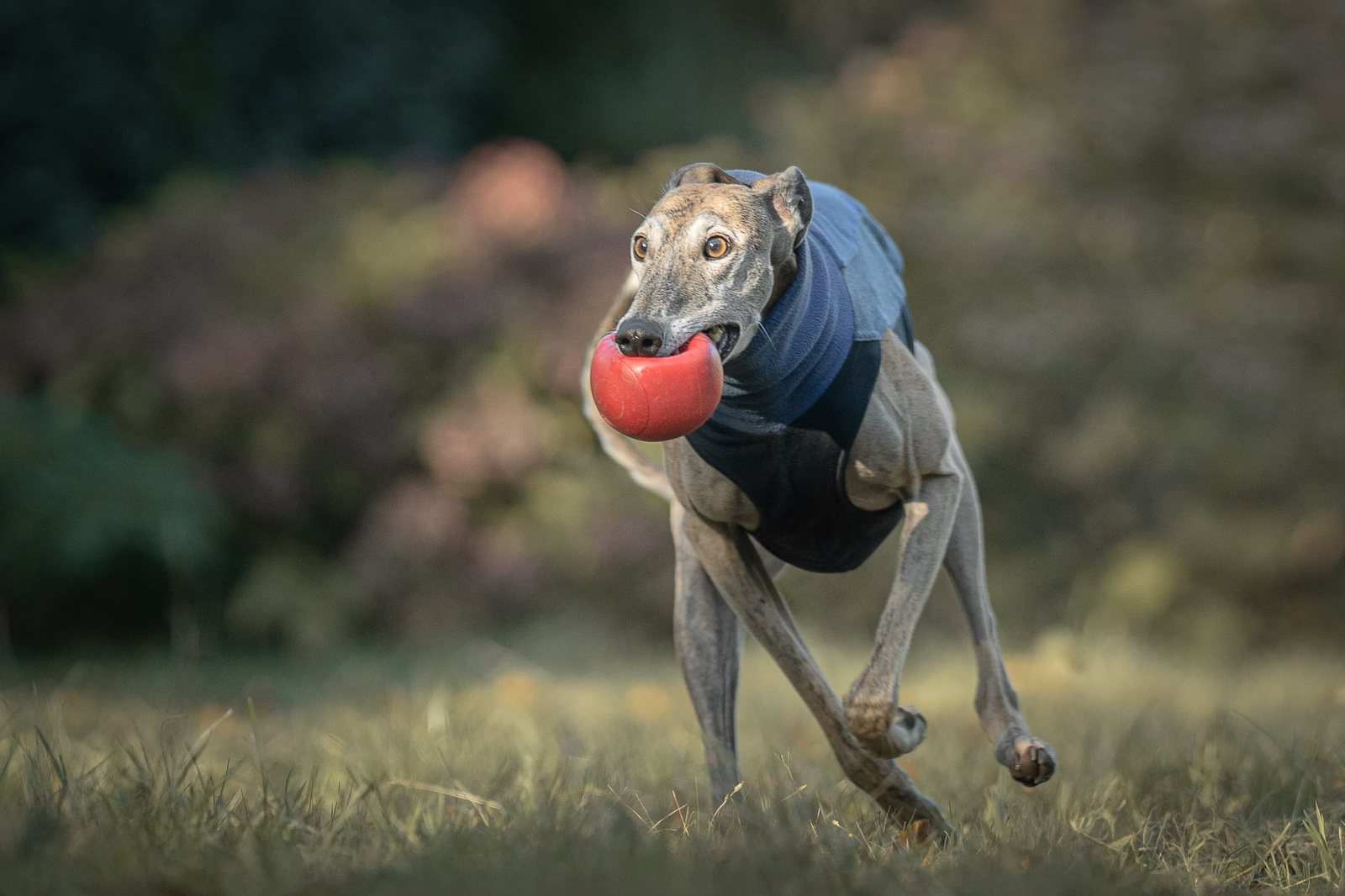 Greyhound Isis gibt Pfötchen in die Hand ihres Menschen