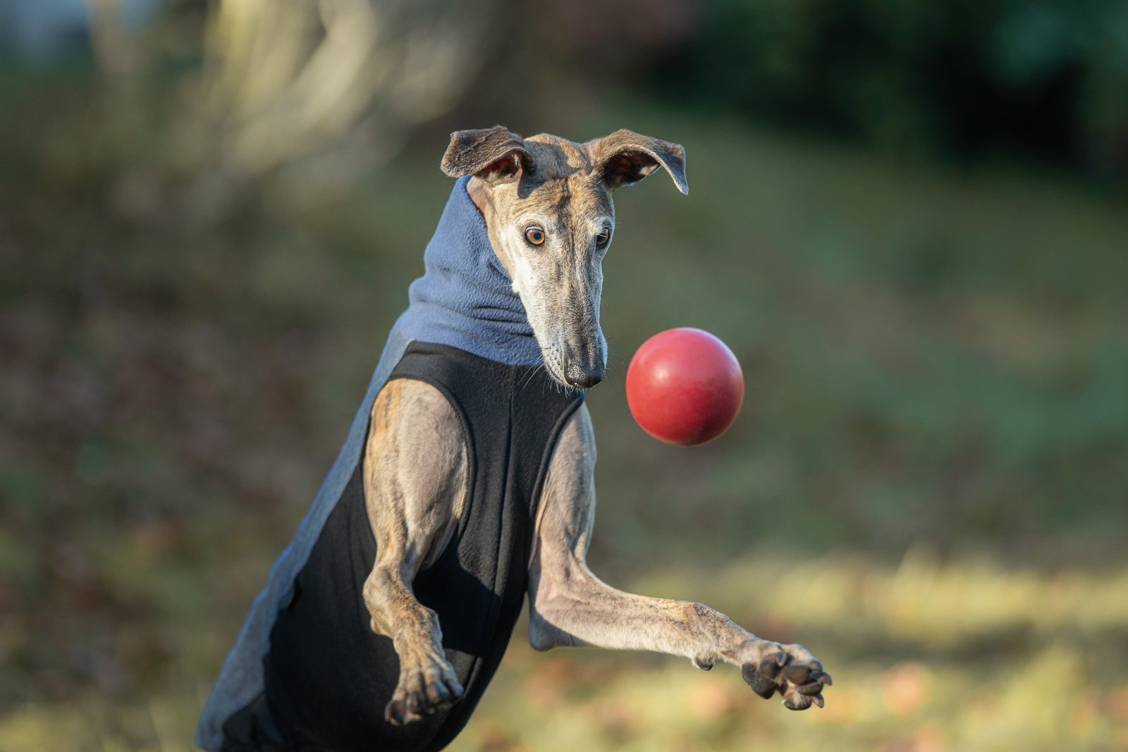 Greyhound Isis im Gegenlicht, Ohren leuchten in der Sonne