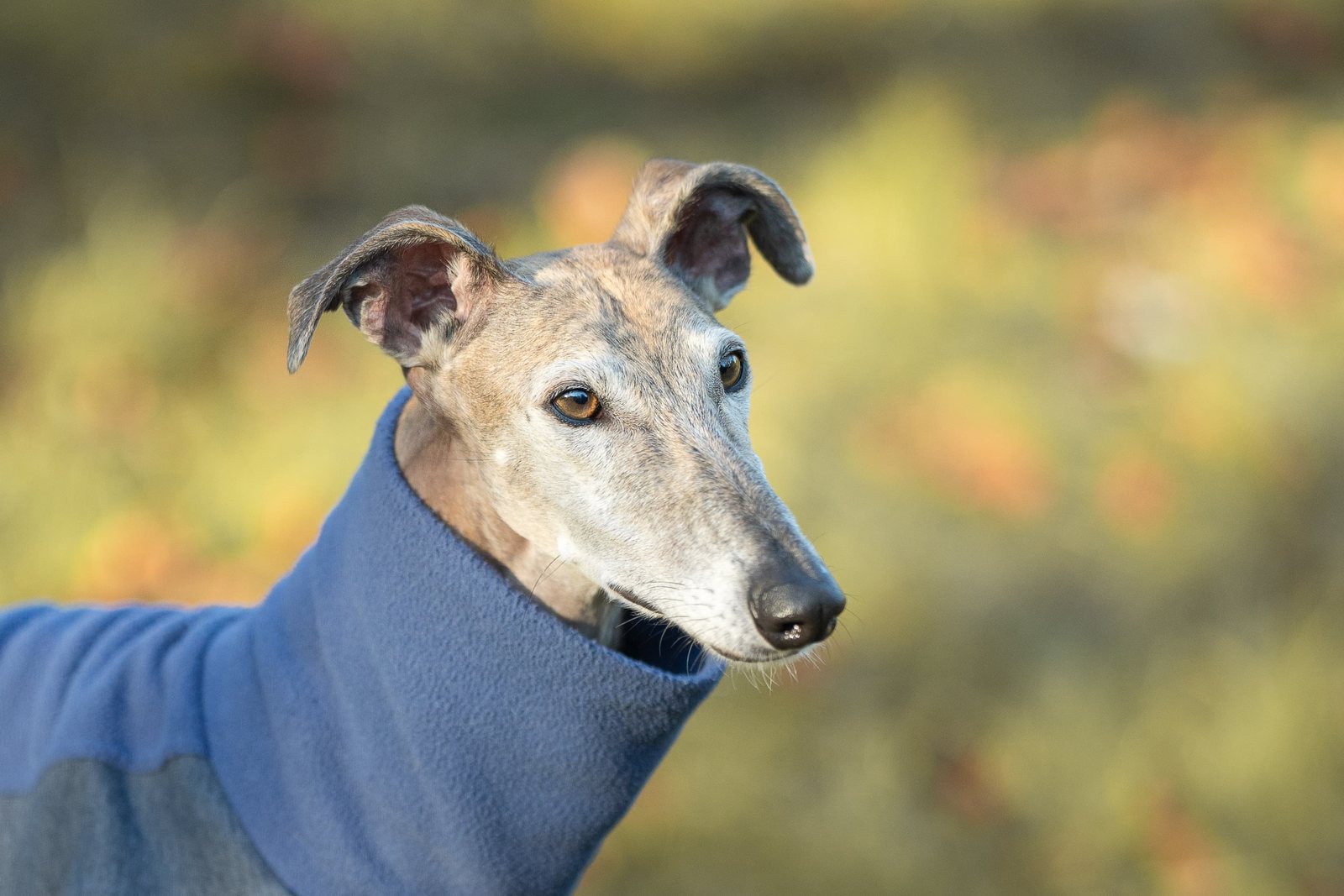 Greyhound Isis dreht sich elegant auf der Wiese um