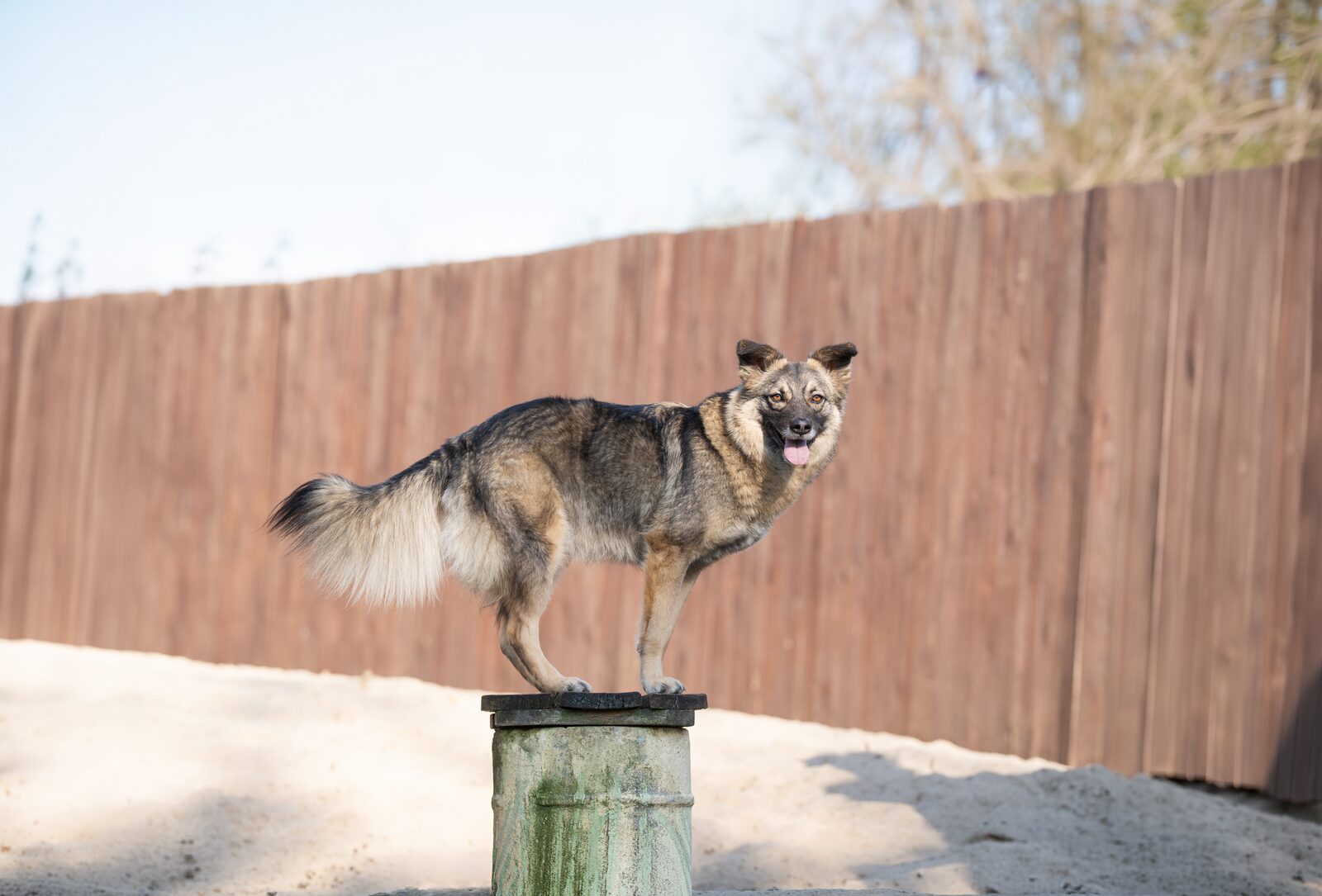 Cover-Motiv April, Kalender 2027, Hundeauffangstation