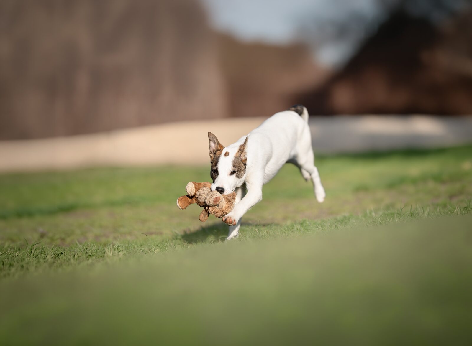 Hund aus der Hundeauffangstation, Motiv Dezember, Kalender 2027