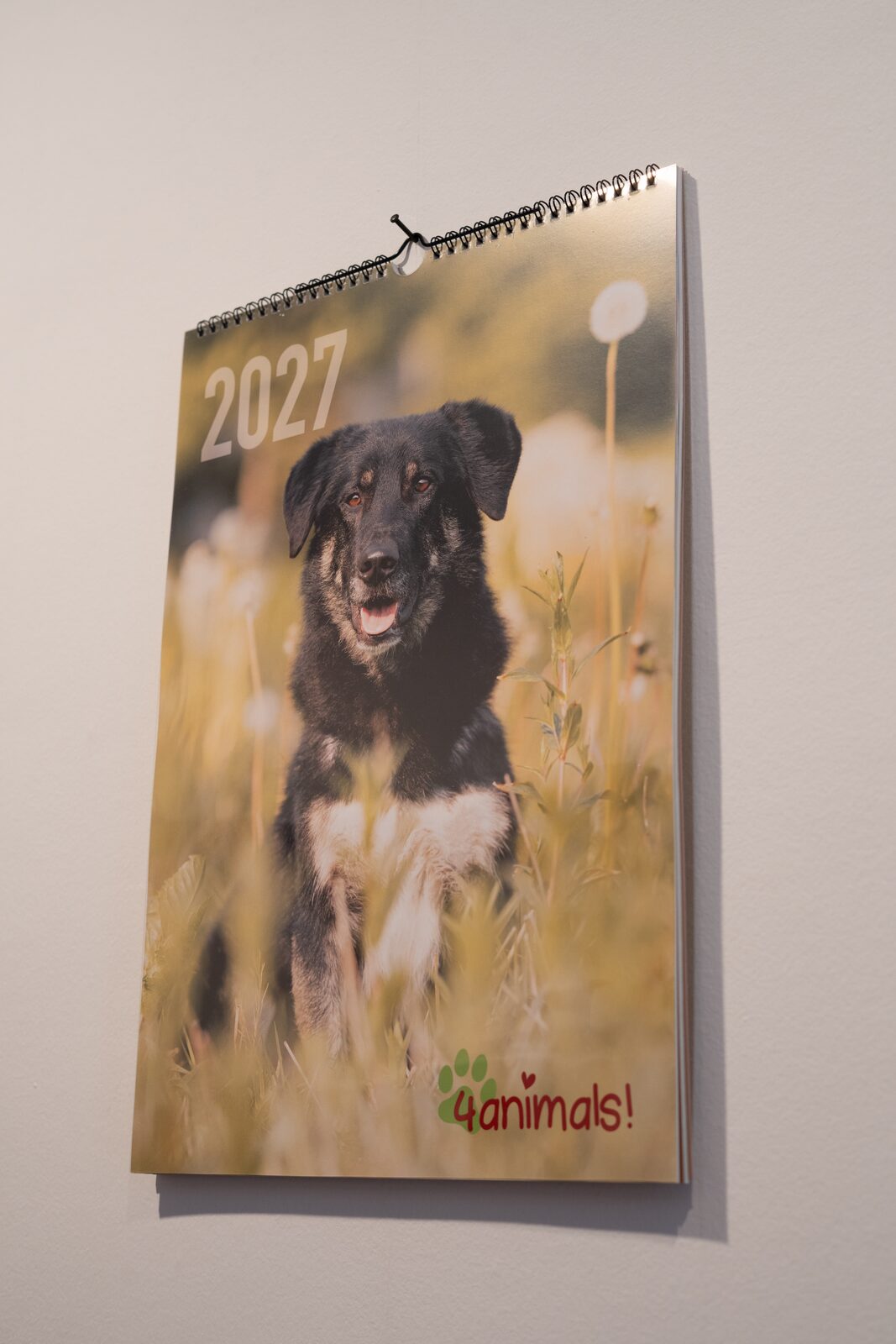 Hund aus der Hundeauffangstation, Kalendermotiv 2027