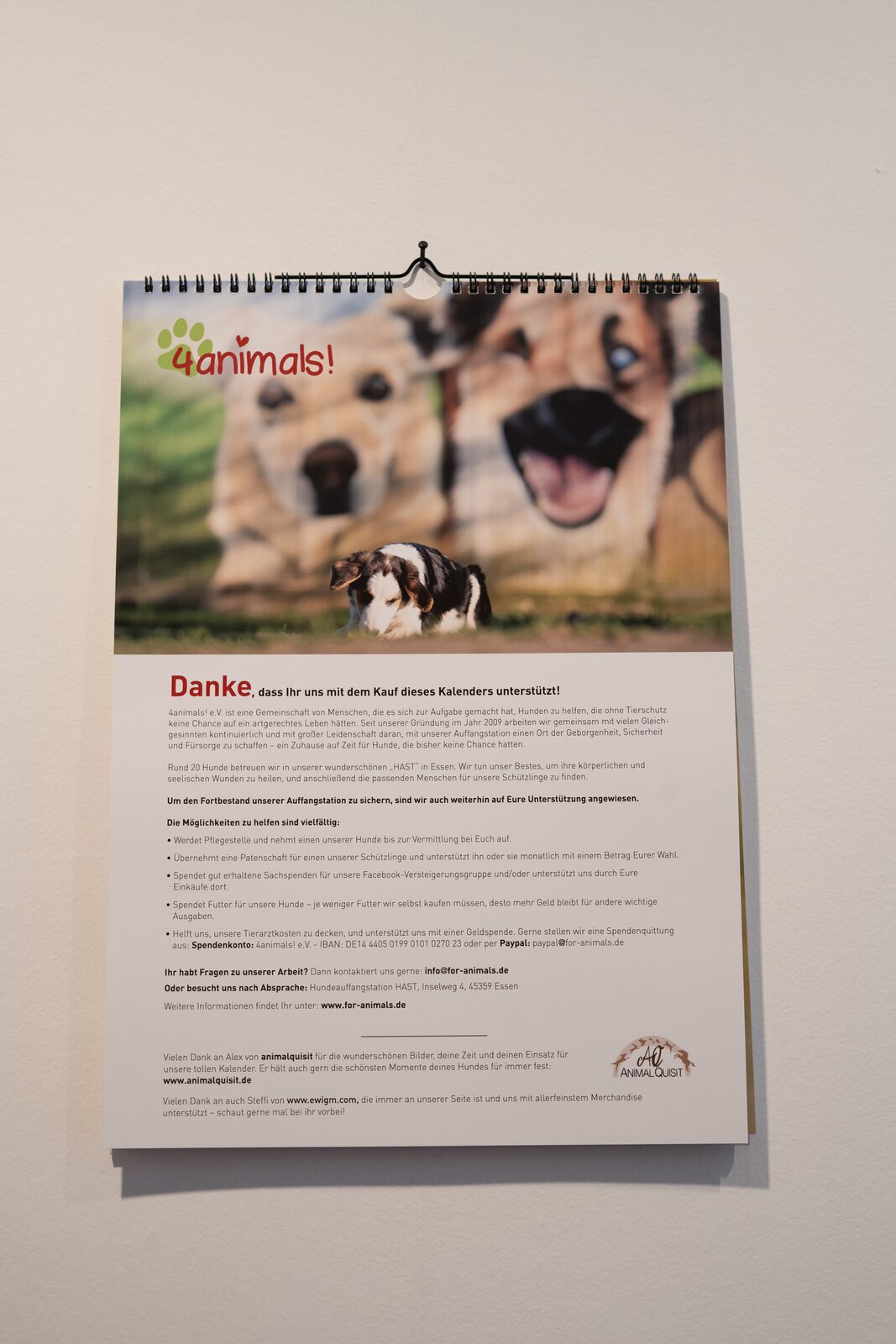 Hund aus der Hundeauffangstation, Kalendermotiv 2027