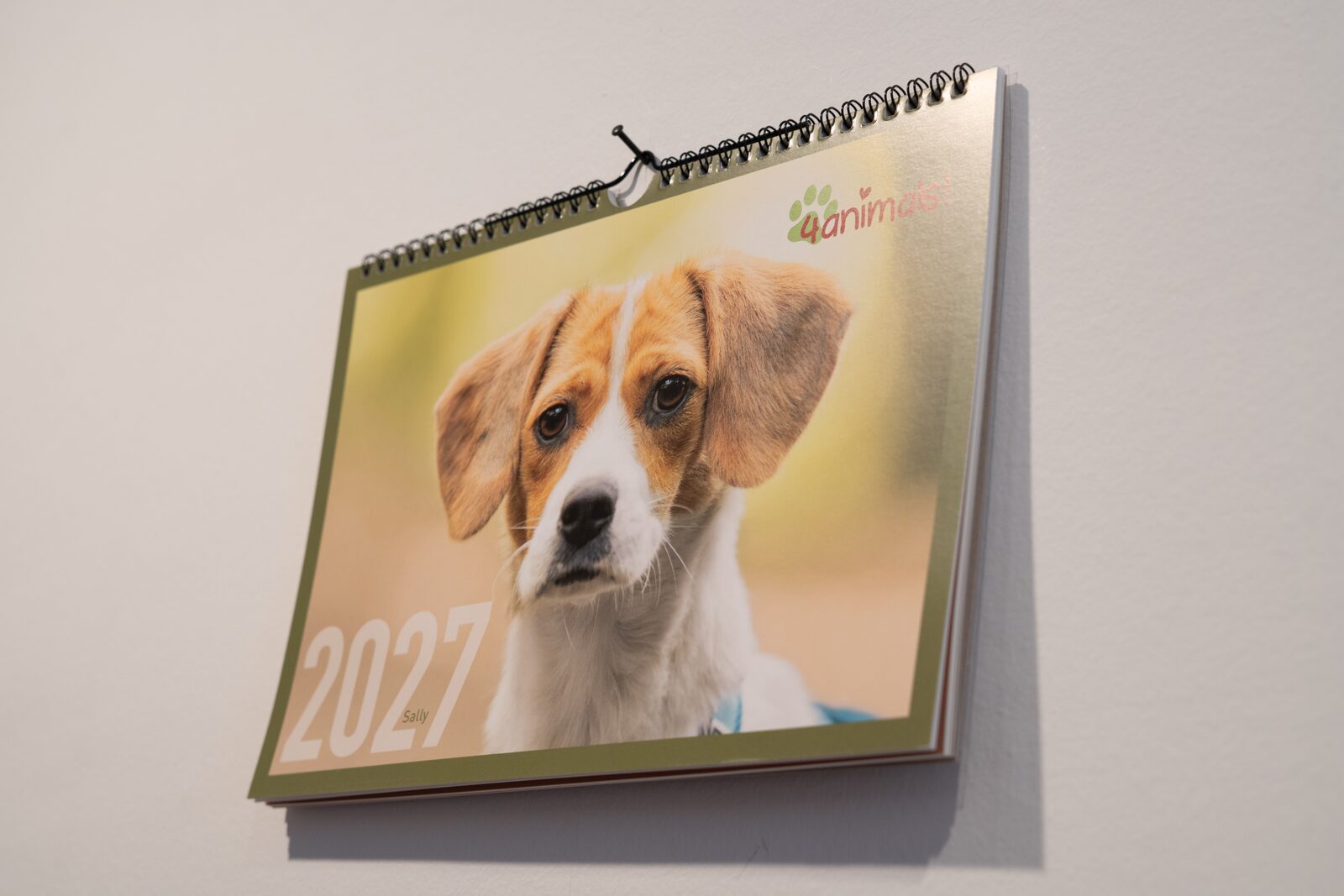 Hund aus der Hundeauffangstation, Kalendermotiv 2027